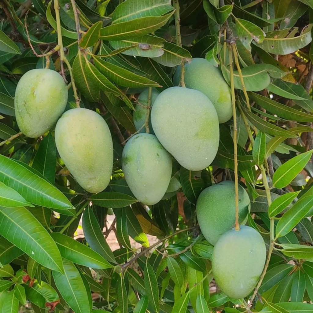 Kesar Mango Tree